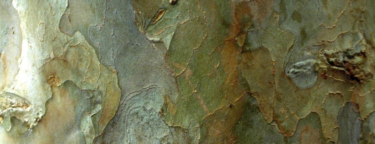 #bark #tree #arvore #casca
Bark detail of Guava tree
The trees of my journeys - III
Poem by Pedro Veludo
Translation by Jorge Veludo
Your body, exhaling the scent of earth,
holds back my steps. What could
have made that branch grow
so straight towards the spring, and
that other one describe
so many and so capricious curves?
What could have made your trunk
so tender to the touch and smooth
to sit on? I resume my steps slowly,
but, a little further, stop and look
again; what could have detained me,
impelled me to touch you and
... write these things?
Detalhe de casca de Goiabeira
As รกrvores do meu caminho - III
Poema de Pedro Veludo
Teu corpo, com cheiro de terra,
detรฉm o meu passo. O que terรก
feito aquela ramada crescer tรฃo
direita em direรงรฃo ร nascente e
aquela outra descrever tantas e
tรฃo caprichosas curvas? O que
terรก feito o teu tronco tรฃo terno
de tocar e macio de sentar?
Retomo devagar o passo, mas,
um pouco adiante, paro e
olho-te de novo; e o que me
terรก detido, me feito te tocar e
... escrever estas coisas?