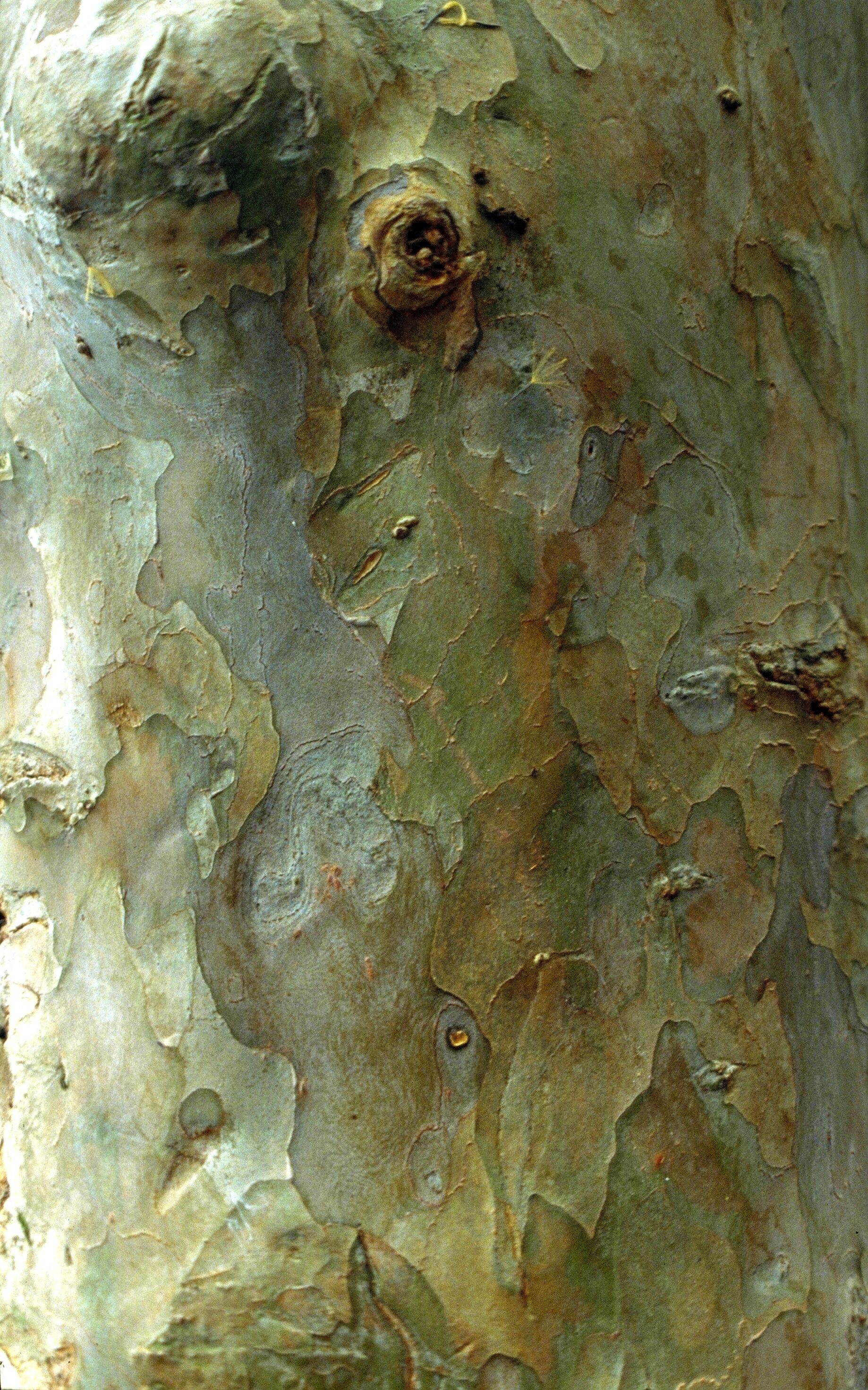 A tree bark with rough texture and visible lenticels.