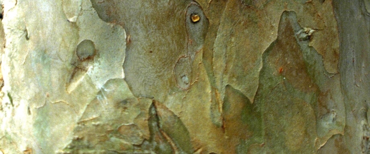 A tree bark with rough texture and visible lenticels.