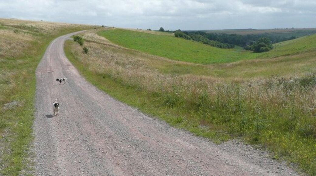 Military track on downs Ideal dog walking country.