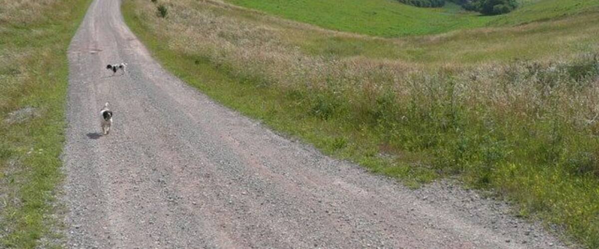 A gravel road winding through a grassy landscape with rolling hills.
