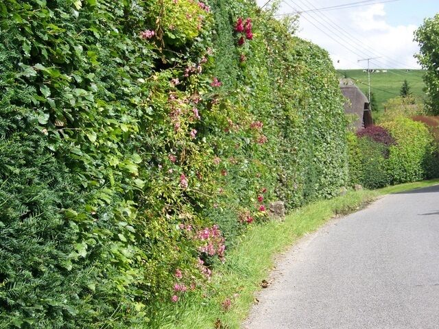 Hedge at East Chisenbury, Wiltshire. Roses have worked their way through the beech hedge to give it a burst of colour.