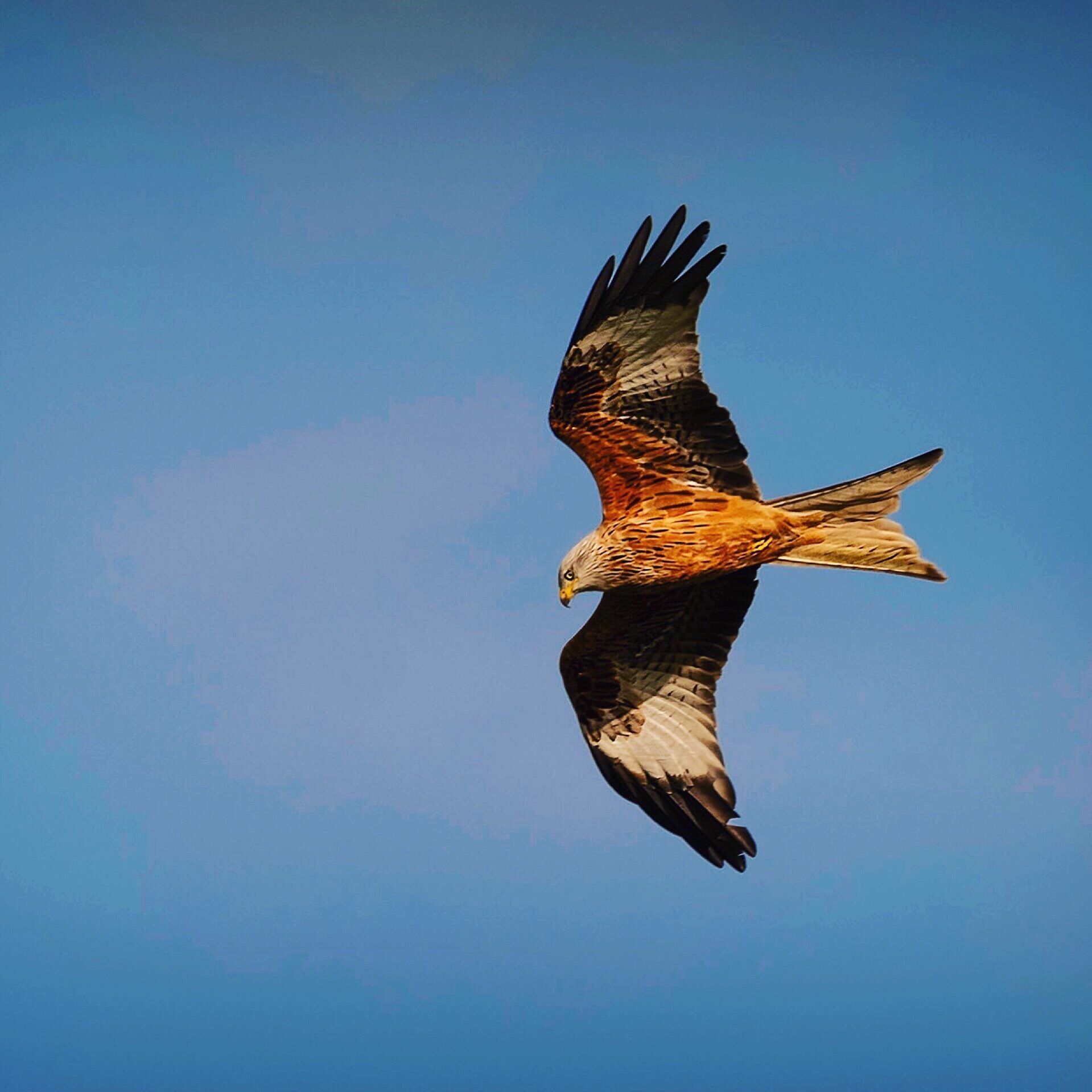The Red Kite is an increasing sight in the skies above this part of Dumfries and Galloway. A beautiful bird in the late afternoon light #ontheroad #wildlife #scotland #birds