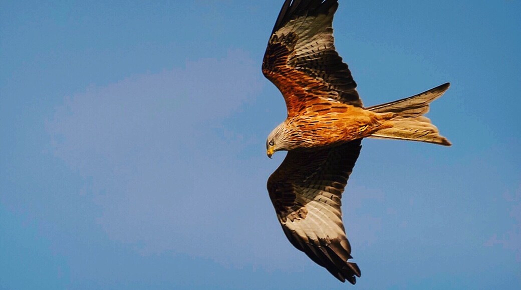 The Red Kite is an increasing sight in the skies above this part of Dumfries and Galloway. A beautiful bird in the late afternoon light #ontheroad #wildlife #scotland #birds