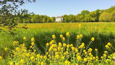 A beautiful mansion in the middle of a sea of yellow flowers
