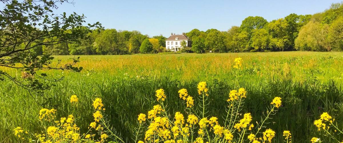 A field of yellow flowers with a white house in the background.
