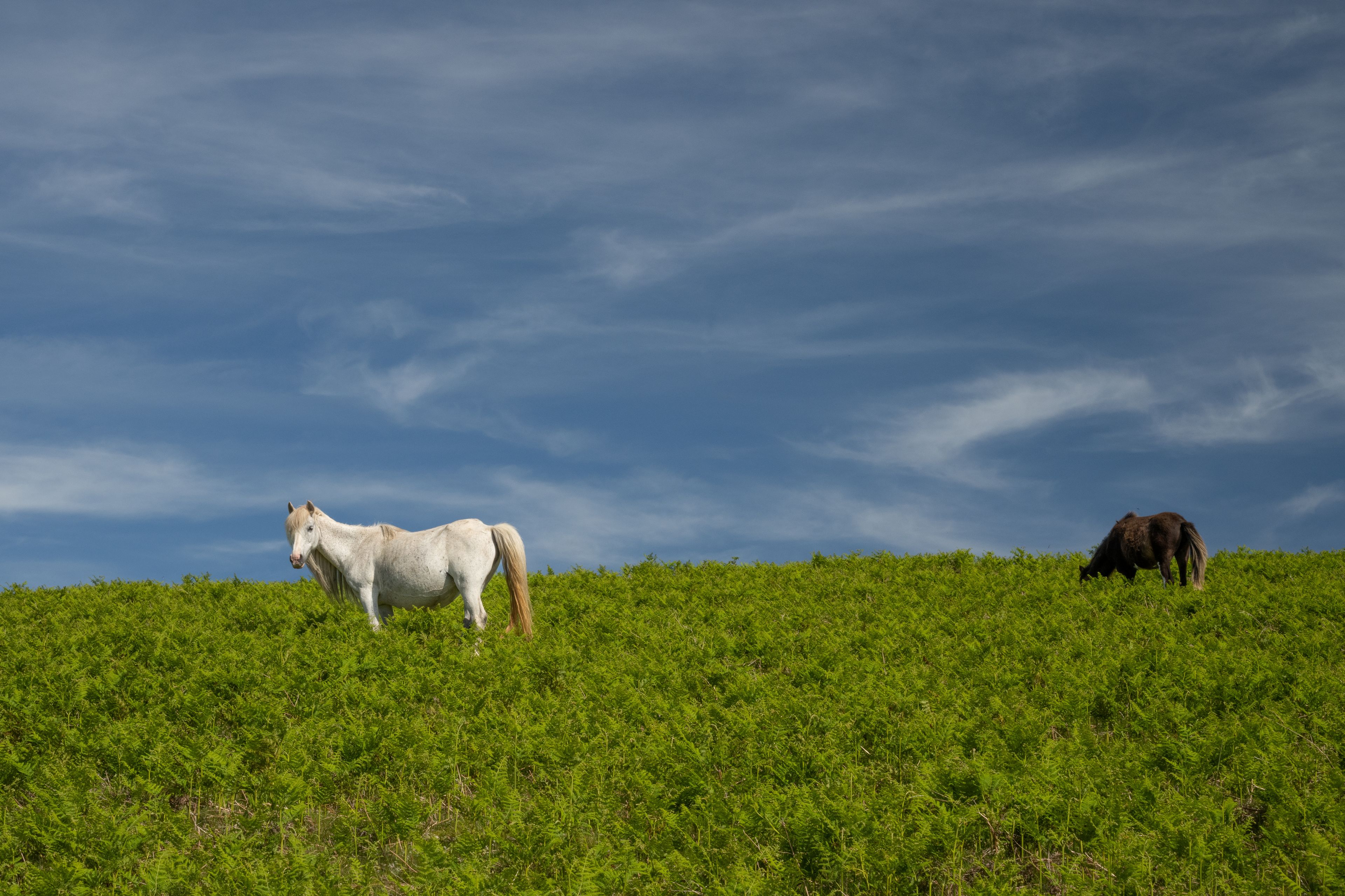 Two horses grazing on a grassy hill under a cloudy sky.