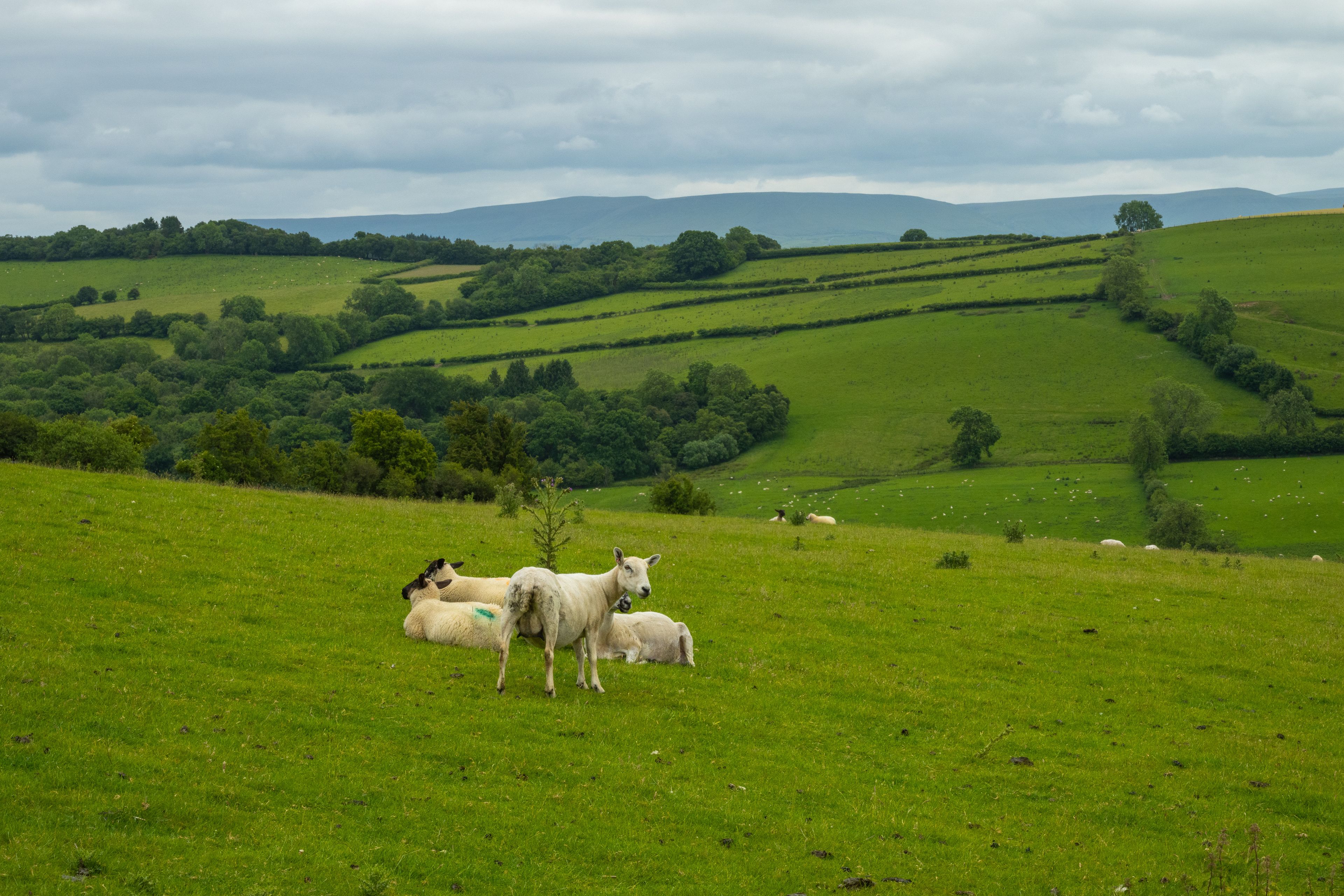 A green field with sheep and rolling hills in the background.
