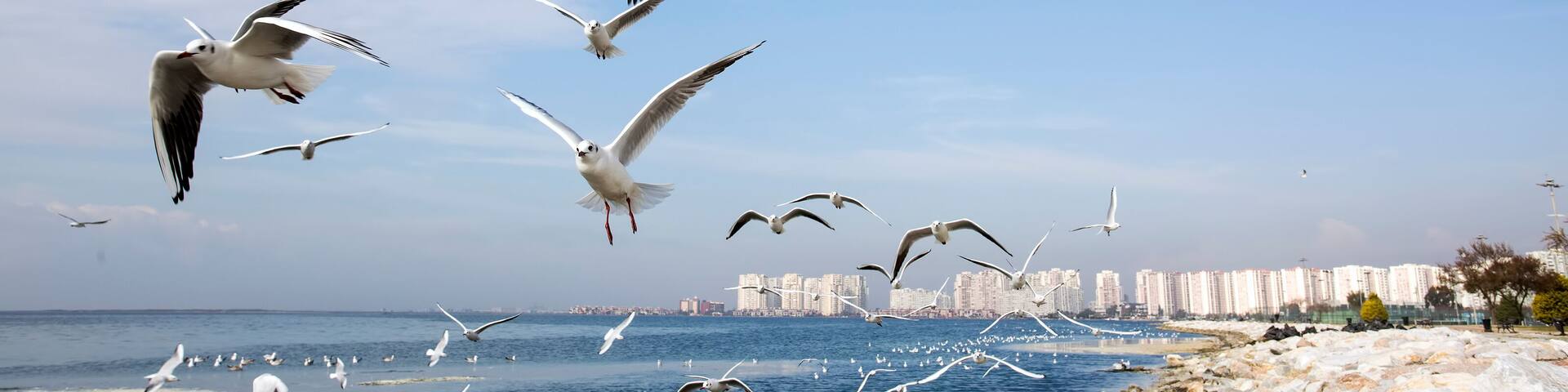 Deniz Martı Ve Şehir