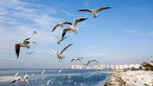 Deniz Martı Ve Şehir