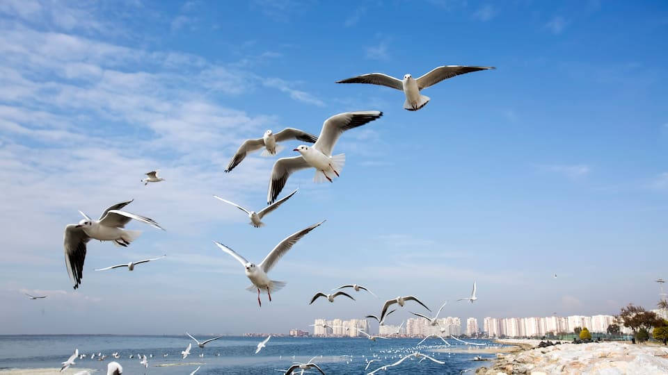 Seagulls flying over a rocky shoreline with a cityscape in the background.