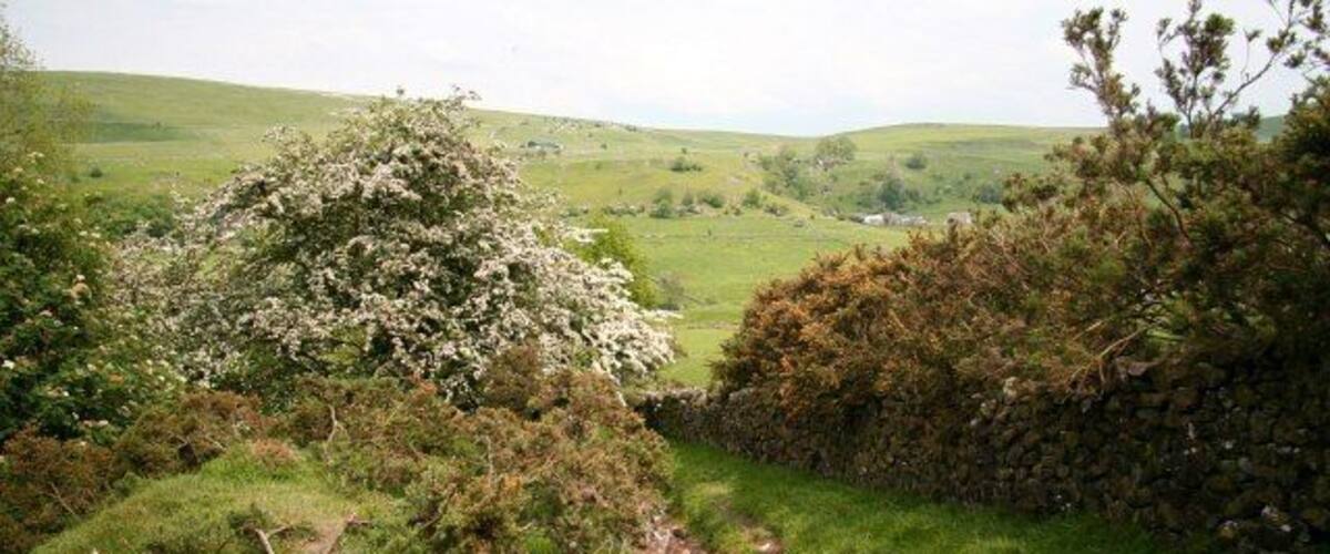 Bridleway in the Upper Dove Valley 845161: previous image - (image 5 of 10) - next image : 845173 This bridleway is part of a route from Brund in Staffordshire (behind the viewpoint) to Pilsbury in Derbyshire (ahead). It is possible that this bridleway may once have been a packhorse route. Certainly the lower section was, carrying a route from Pilsbury bridge (now a ford) to Sheen. As can be seen in the picture, this section of the bridleway suffers from significant erosion. A few of the buildings in Pilsbury can just be made out through the trees.
