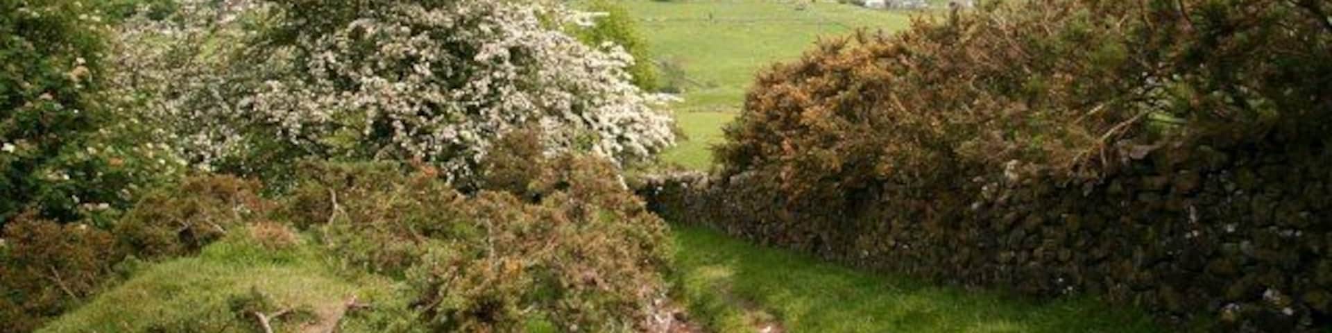 Bridleway in the Upper Dove Valley 845161: previous image - (image 5 of 10) - next image : 845173 This bridleway is part of a route from Brund in Staffordshire (behind the viewpoint) to Pilsbury in Derbyshire (ahead). It is possible that this bridleway may once have been a packhorse route. Certainly the lower section was, carrying a route from Pilsbury bridge (now a ford) to Sheen. As can be seen in the picture, this section of the bridleway suffers from significant erosion. A few of the buildings in Pilsbury can just be made out through the trees.
