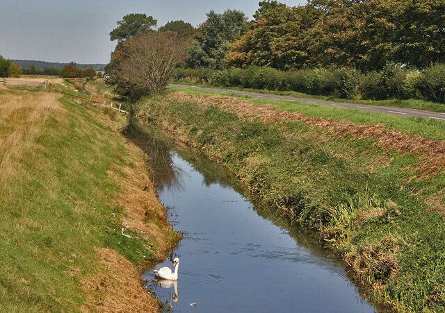 Swan in Ditch. The swan is in the ditch which parallel's the Appldore to Rye road. On the other side of the line of trees, is the Royal Military Canal.