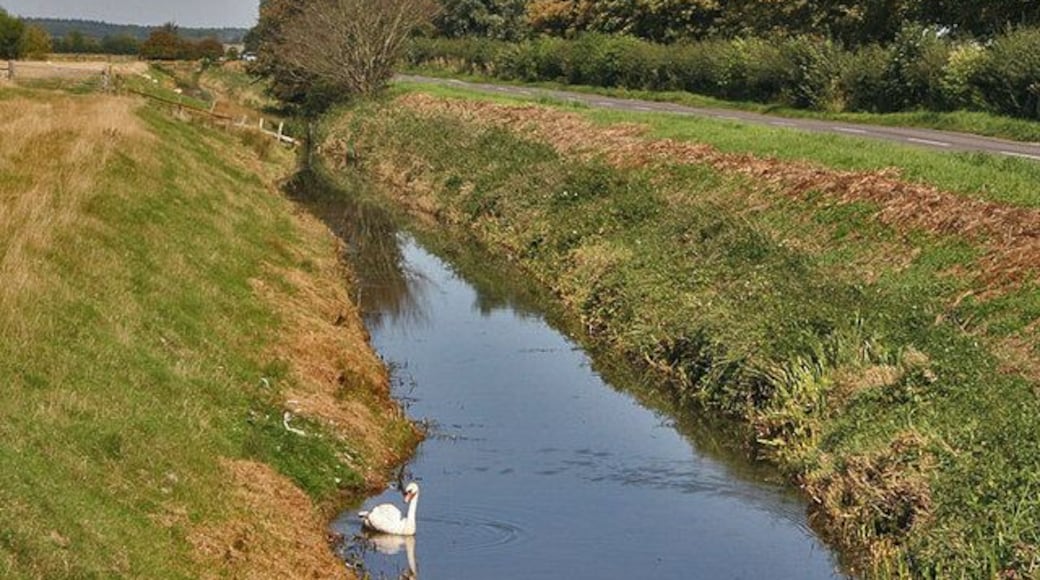 Swan in Ditch. The swan is in the ditch which parallel's the Appldore to Rye road. On the other side of the line of trees, is the Royal Military Canal.