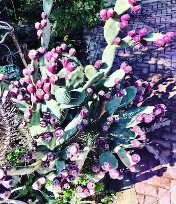 Purple cactus🌵