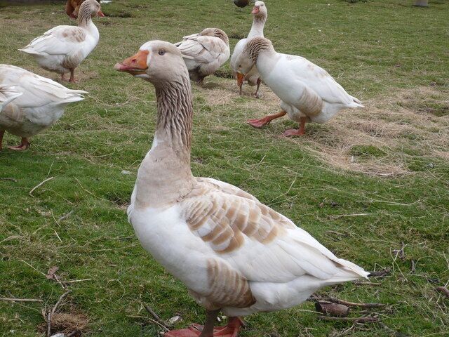 Geese in a field opposite Milstead Primary School This unusually friendly goose seemed happy to pose for its photograph.