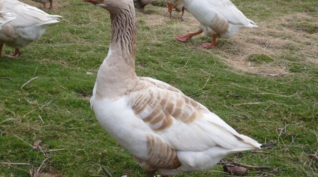 Geese in a field opposite Milstead Primary School This unusually friendly goose seemed happy to pose for its photograph.