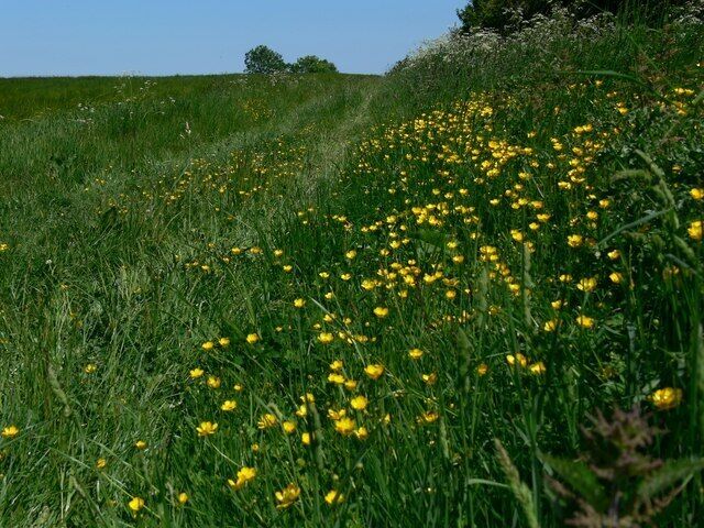 Buttercups north of Salter's Hill