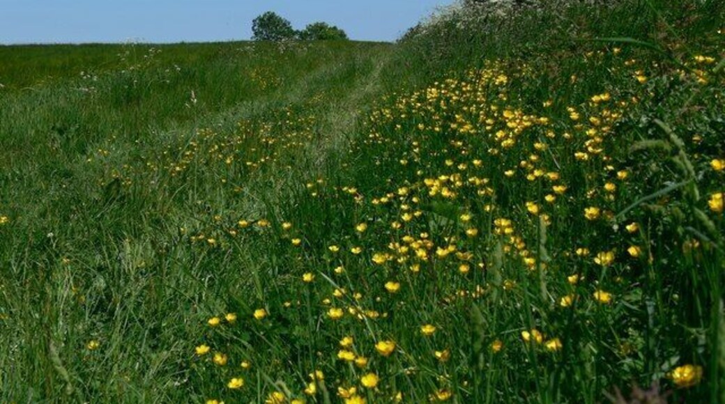Buttercups north of Salter's Hill