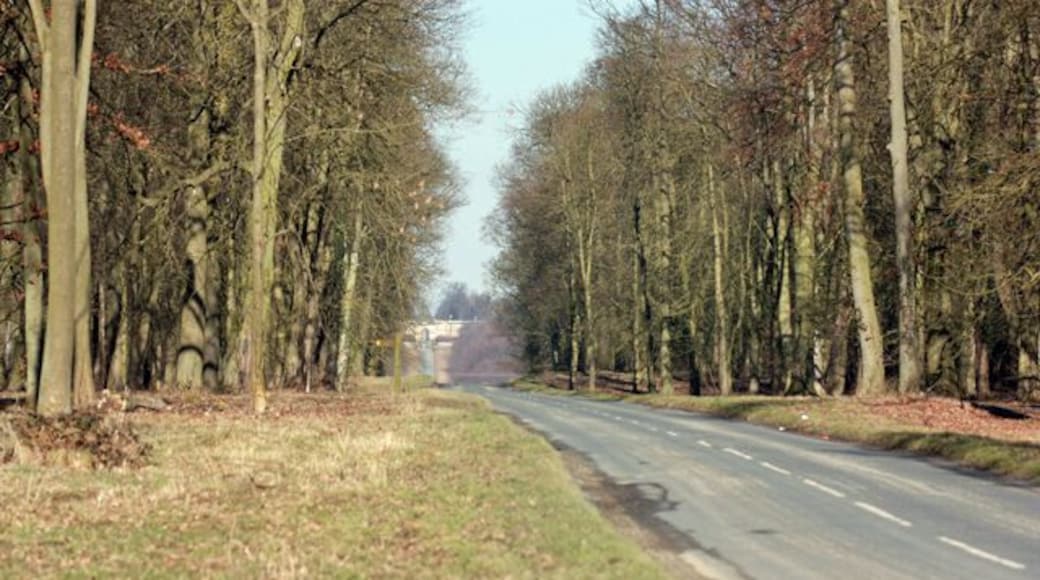 Through Bulmer Hag towards Castle Howard Bulmer Hag seems to be a remnant of an ancient wood. Terraforming by the Howard family (they moved a village) has made a very straight road to the stately home. Keywords: Road, wood.