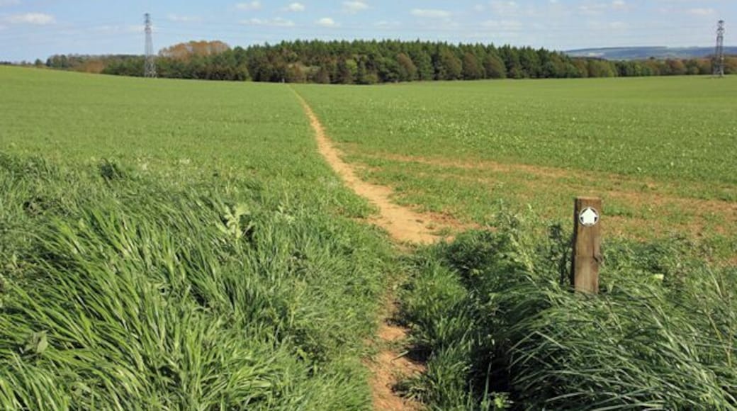A path towards Gillylees Wood The path through the wheat is well defined.