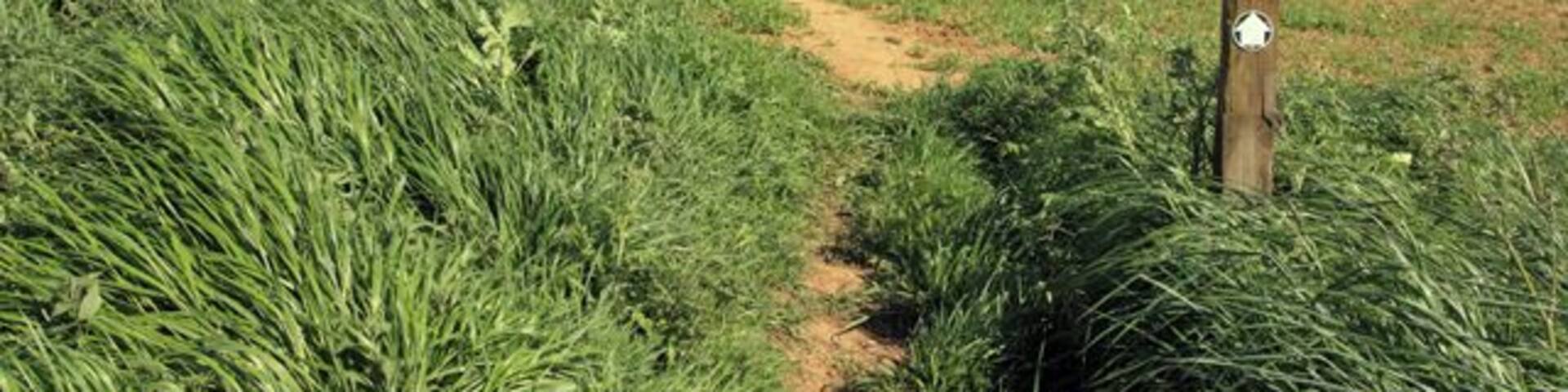 A path towards Gillylees Wood The path through the wheat is well defined.