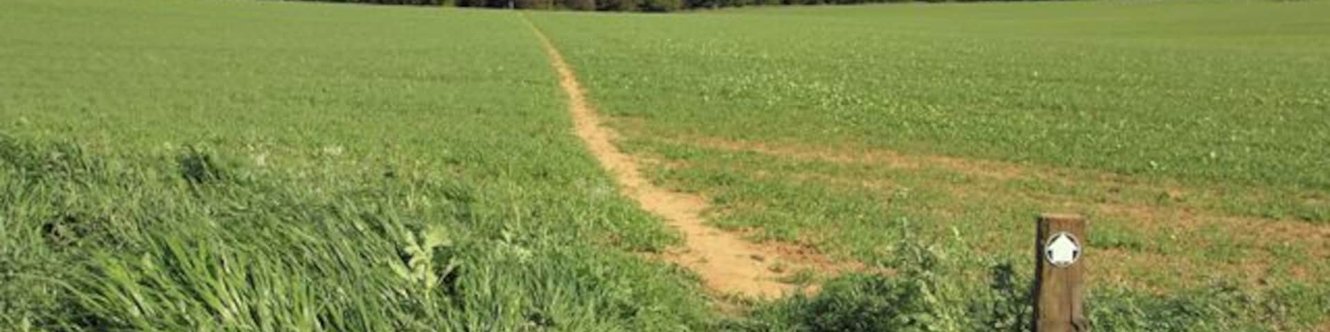 A path towards Gillylees Wood The path through the wheat is well defined.
