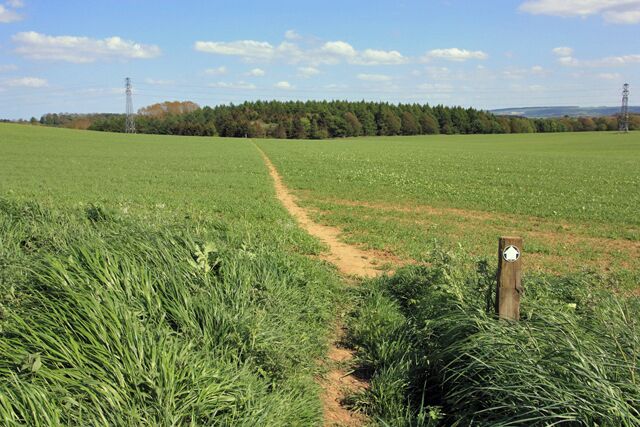 A green field with a dirt path leading through it.