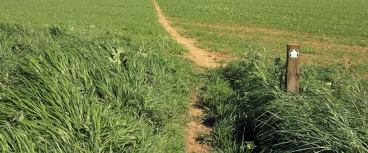 A green field with a dirt path leading through it.