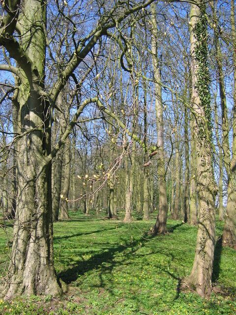 Woodland - Bulmer Hag