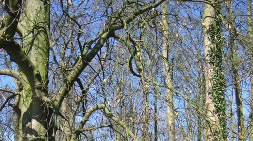 Woodland - Bulmer Hag