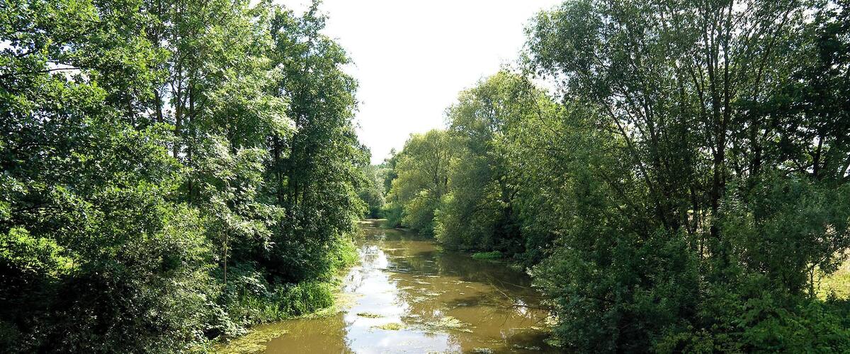A river surrounded by dense green foliage.