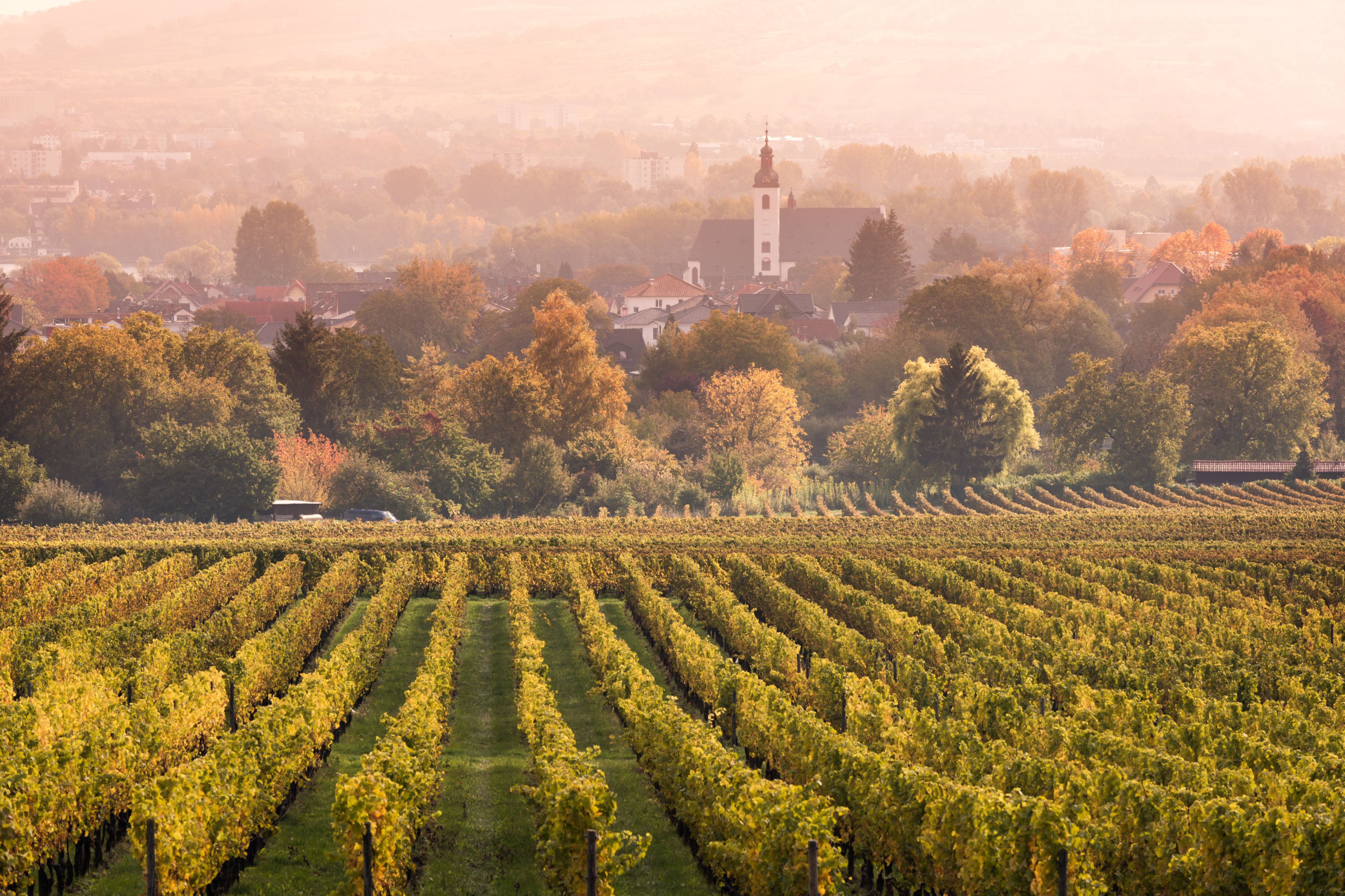 Un vignoble avec des rangées de vignes, une église dotée d’un clocher imposant, et une ville en arrière-plan.