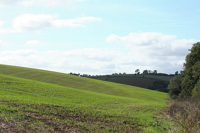 Shobrooke: new crop Looking west-south-west near Coombe Barton