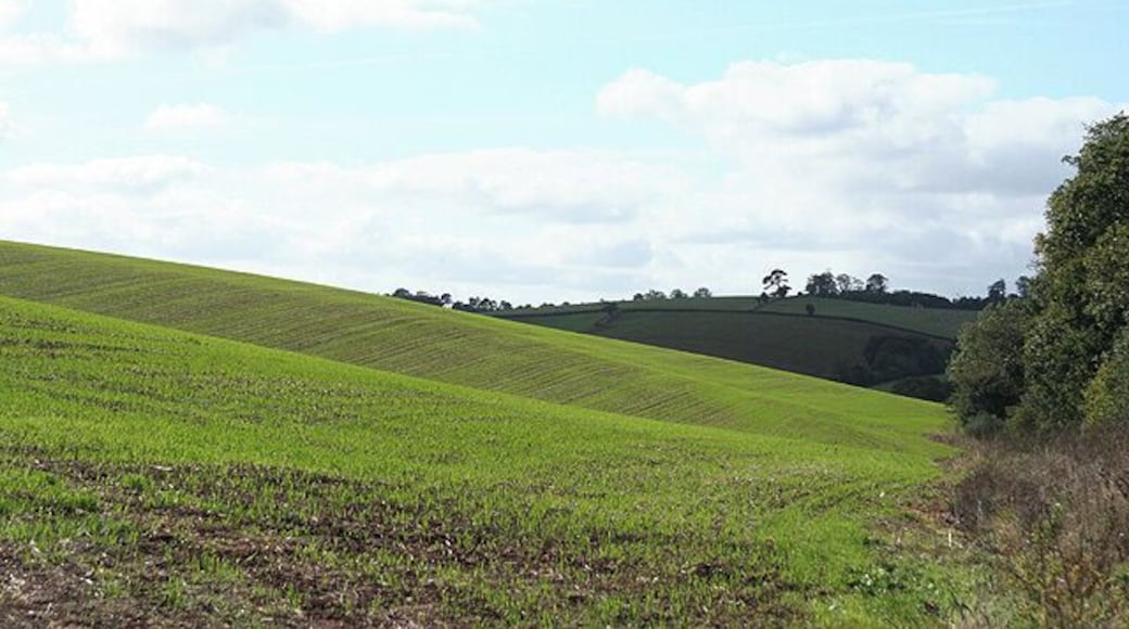 Shobrooke: new crop Looking west-south-west near Coombe Barton