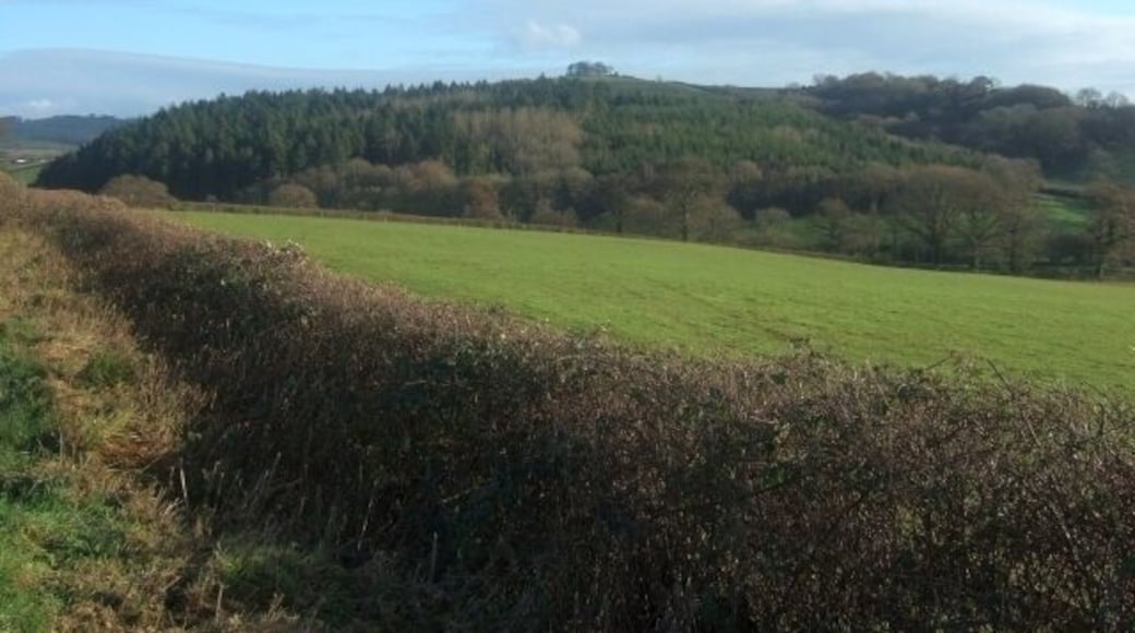 Woodland to south of Westwood Farm