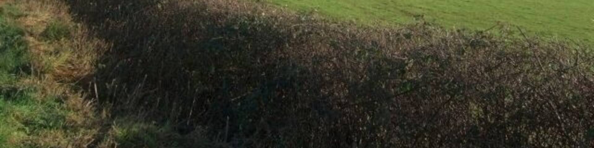 Woodland to south of Westwood Farm