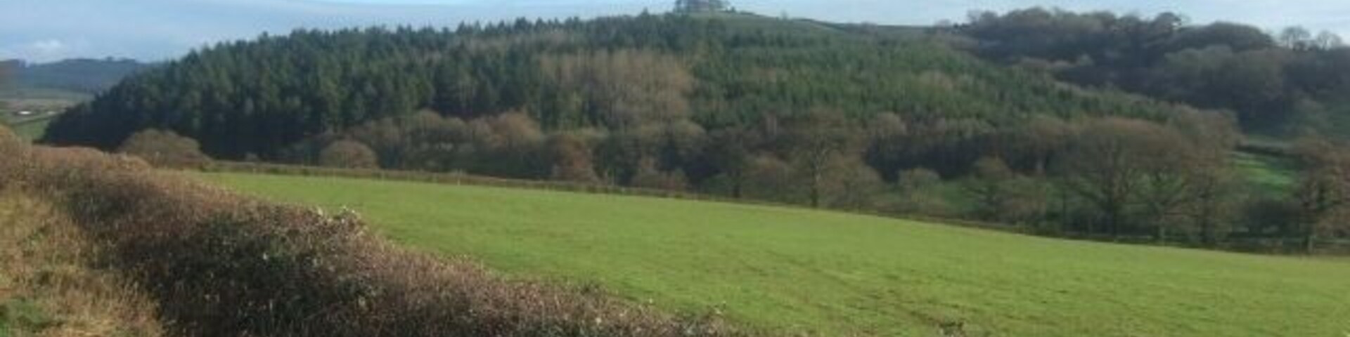 Woodland to south of Westwood Farm