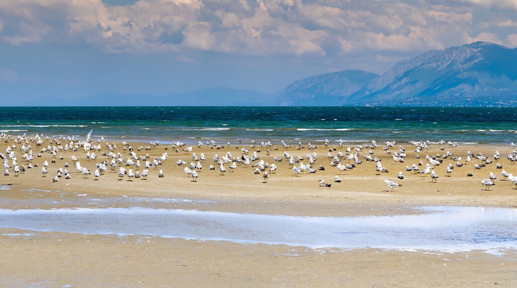 Liani ammos (Ammouliani) at Chalkida in Greece. A beautiful wetland with seagulls. Panoramic view.