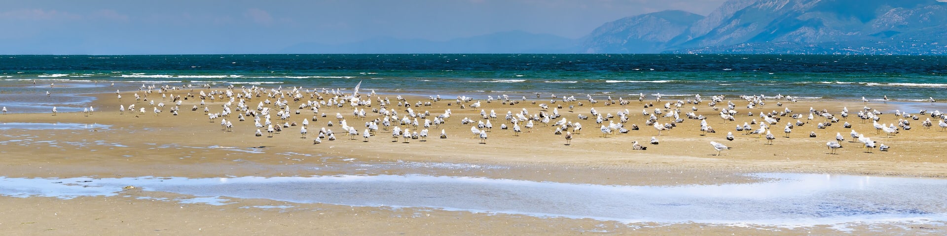 Liani ammos (Ammouliani) at Chalkida in Greece. A beautiful wetland with seagulls. Panoramic view.