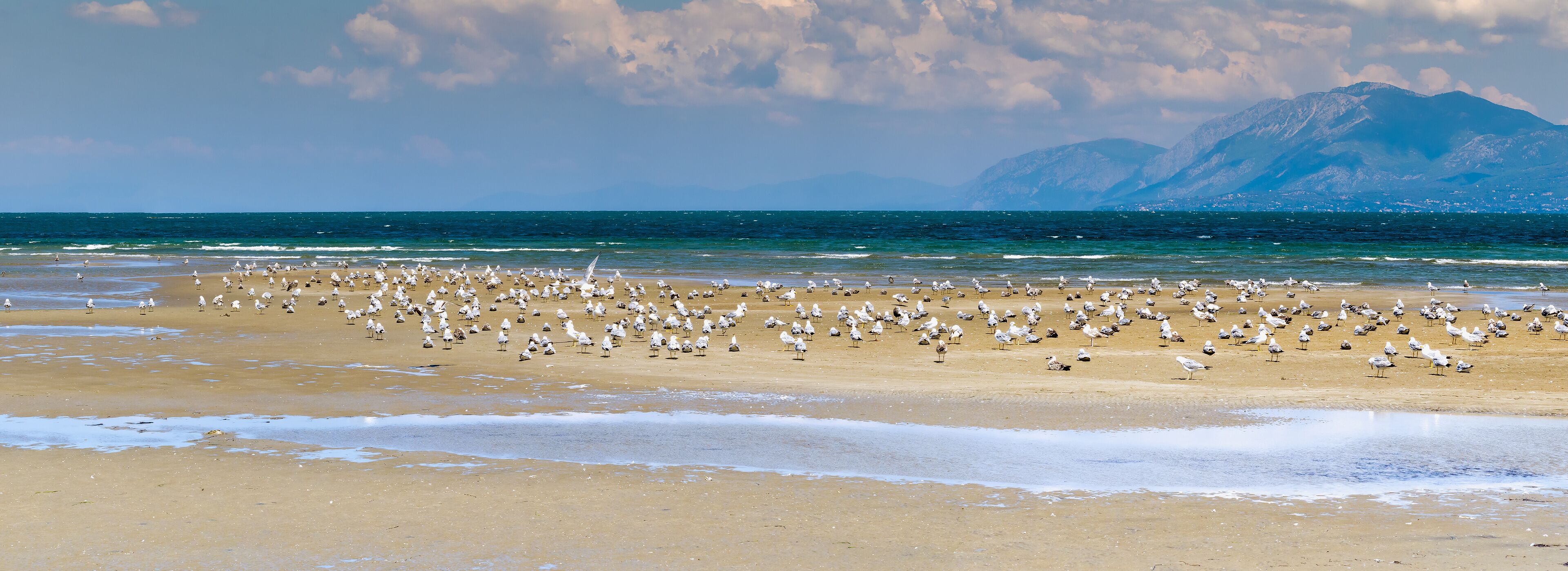A beach with seagulls, a sandy shore, and mountains in the background.