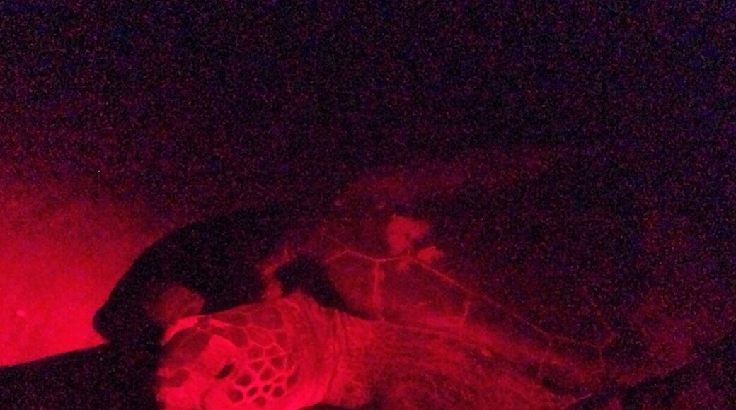 A night spent on the beach in total darkness minus some red light to see loggerhead and green turtles nesting. the hatchlings are also making the run to the sea for freedom!