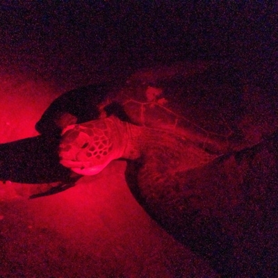 A night spent on the beach in total darkness minus some red light to see loggerhead and green turtles nesting. the hatchlings are also making the run to the sea for freedom!