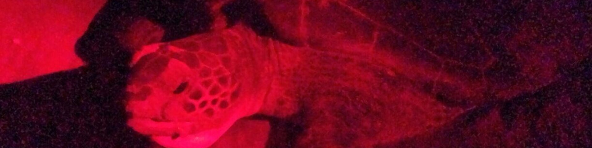 A night spent on the beach in total darkness minus some red light to see loggerhead and green turtles nesting. the hatchlings are also making the run to the sea for freedom!