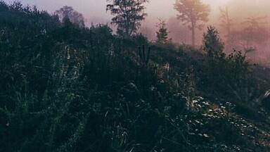 A misty landscape with trees and a bright sun in the background.