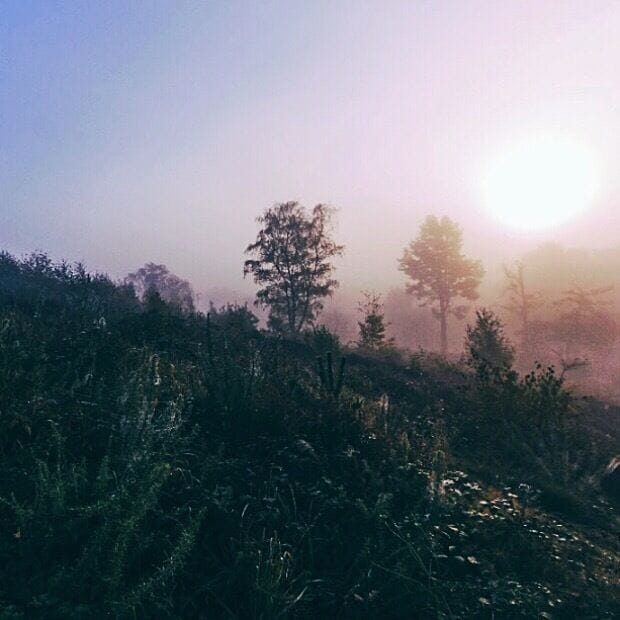 A misty landscape with trees and a bright sun in the background.