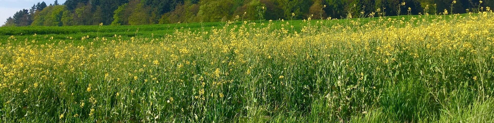 You will find such places over all in Germany these days - spring time!