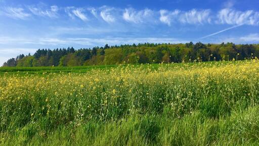 You will find such places over all in Germany these days - spring time!