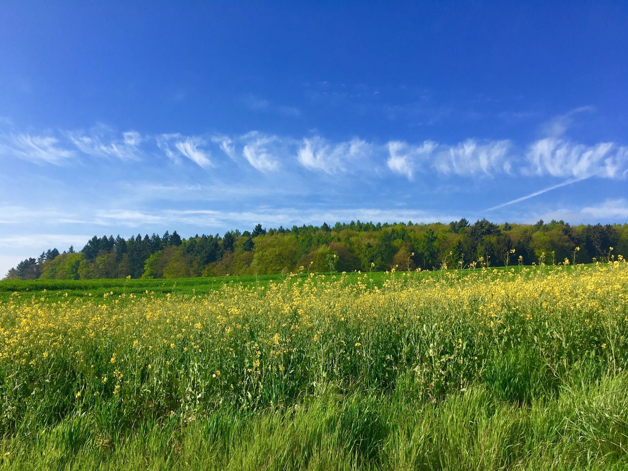 A field of yellow flowers under a clear blue sky with a forested hill in the background.